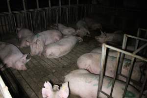 Group sow housing at Sheaoak Piggery SA - Australian pig farming - Captured at Sheaoak Piggery, Shea-Oak Log SA Australia.