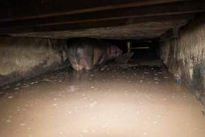 Sow fallen into waste pit under pens - Australian pig farming - Captured at Yelmah Piggery, Magdala SA Australia.