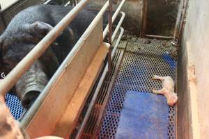 Farrowing crates at Yelmah Piggery SA - Australian pig farming - Captured at Yelmah Piggery, Magdala SA Australia.