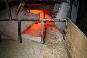 Dead piglet in front of mother - Australian pig farming - Captured at Finniss Park Piggery, Mannum SA Australia.