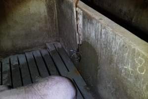 Water spraying onto sows - Australian pig farming - Captured at Yelmah Piggery, Magdala SA Australia.