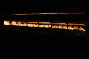 Farrowing shed from outside - Australian pig farming - Captured at Sheaoak Piggery, Shea-Oak Log SA Australia.