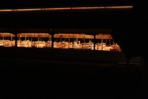 Farrowing shed from outside - Australian pig farming - Captured at Sheaoak Piggery, Shea-Oak Log SA Australia.