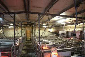 Farrowing crates at Yelmah Piggery SA - Australian pig farming - Captured at Yelmah Piggery, Magdala SA Australia.