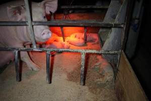 Dead piglet in front of mother - Australian pig farming - Captured at Finniss Park Piggery, Mannum SA Australia.