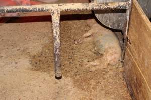 Farrowing crates at Finniss Park Piggery SA - Australian pig farming - Captured at Finniss Park Piggery, Mannum SA Australia.