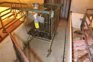 Trolley of severed piglet tails - Australian pig farming - Captured at Grong Grong Piggery, Grong Grong NSW Australia.