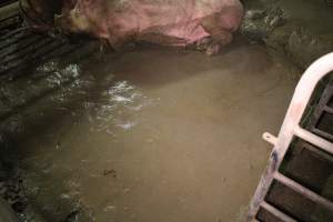 Sows living in excrement in group housing - Australian pig farming - Captured at Yelmah Piggery, Magdala SA Australia.