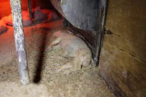 Farrowing crates at Finniss Park Piggery SA - Australian pig farming - Captured at Finniss Park Piggery, Mannum SA Australia.