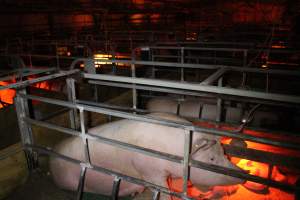 Farrowing crates at Finniss Park Piggery SA - Australian pig farming - Captured at Finniss Park Piggery, Mannum SA Australia.