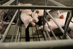 Large gap in floor of group sow housing - Australian pig farming - Captured at Yelmah Piggery, Magdala SA Australia.