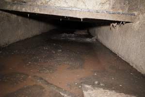 Sow fallen into waste pit under pens - Australian pig farming - Captured at Yelmah Piggery, Magdala SA Australia.