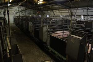 Farrowing crates at Finniss Park Piggery SA - Australian pig farming - Captured at Finniss Park Piggery, Mannum SA Australia.