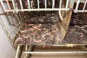 Trolley of severed piglet tails - Australian pig farming - Captured at Grong Grong Piggery, Grong Grong NSW Australia.