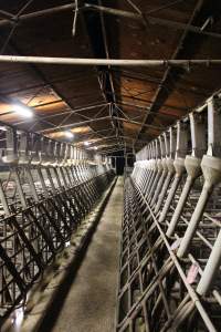 Farrowing crates at Yelmah Piggery SA - Australian pig farming - Captured at Yelmah Piggery, Magdala SA Australia.