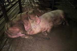 Sows living in excrement in group housing - Australian pig farming - Captured at Yelmah Piggery, Magdala SA Australia.