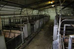 Farrowing crates at Finniss Park Piggery SA - Australian pig farming - Captured at Finniss Park Piggery, Mannum SA Australia.