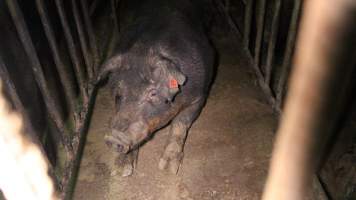 Boar in boar stall - Australian pig farming - Captured at Yelmah Piggery, Magdala SA Australia.