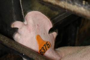 Farrowing crates at Finniss Park Piggery SA - Australian pig farming - Captured at Finniss Park Piggery, Mannum SA Australia.