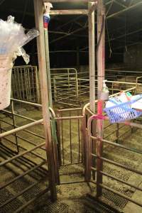 Mating / insemination area - Australian pig farming - Captured at Yelmah Piggery, Magdala SA Australia.