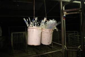 Buckets of pork stork catheters - Australian pig farming - Captured at Yelmah Piggery, Magdala SA Australia.