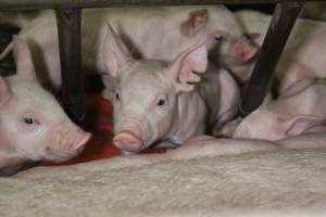 Farrowing crates at Finniss Park Piggery SA - Australian pig farming - Captured at Finniss Park Piggery, Mannum SA Australia.