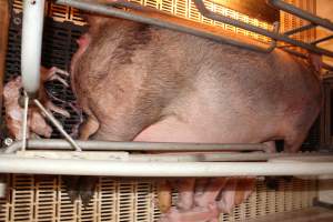 Farrowing crates at Grong Grong Piggery NSW - Australian pig farming - Captured at Grong Grong Piggery, Grong Grong NSW Australia.