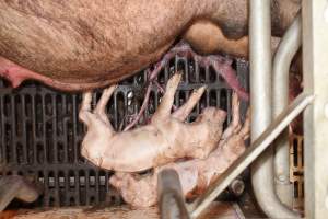 Farrowing crates at Grong Grong Piggery NSW - Australian pig farming - Captured at Grong Grong Piggery, Grong Grong NSW Australia.