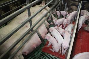 Farrowing crates at Finniss Park Piggery SA - Australian pig farming - Captured at Finniss Park Piggery, Mannum SA Australia.