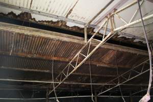 Ceiling of breeding shed - Australian pig farming - Captured at Yelmah Piggery, Magdala SA Australia.