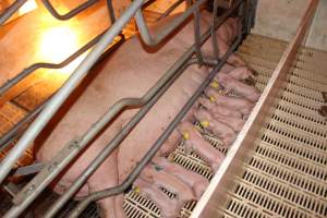 Farrowing crates at Grong Grong Piggery NSW - Australian pig farming - Captured at Grong Grong Piggery, Grong Grong NSW Australia.