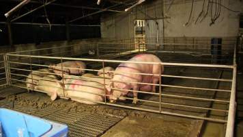 Group sow housing - Australian pig farming - Captured at Yelmah Piggery, Magdala SA Australia.