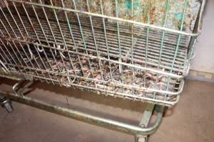 Trolley of severed piglet tails - Australian pig farming - Captured at Grong Grong Piggery, Grong Grong NSW Australia.