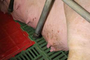 Farrowing crates at Finniss Park Piggery SA - Australian pig farming - Captured at Finniss Park Piggery, Mannum SA Australia.