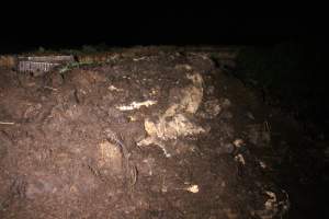 Pile of dead pigs outside - Australian pig farming - Captured at Yelmah Piggery, Magdala SA Australia.