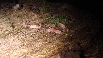 Pile of dead pigs outside - Australian pig farming - Captured at Yelmah Piggery, Magdala SA Australia.