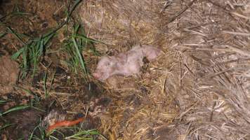 Pile of dead pigs outside - Australian pig farming - Captured at Yelmah Piggery, Magdala SA Australia.