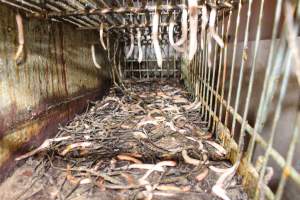 Trolley of severed piglet tails - Australian pig farming - Captured at Grong Grong Piggery, Grong Grong NSW Australia.