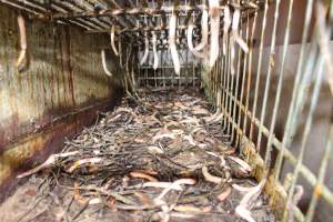 Trolley of severed piglet tails - Australian pig farming - Captured at Grong Grong Piggery, Grong Grong NSW Australia.