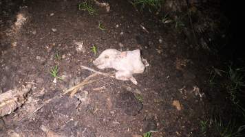 Pile of dead pigs outside - Australian pig farming - Captured at Yelmah Piggery, Magdala SA Australia.