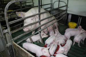 Farrowing crates at Finniss Park Piggery SA - Australian pig farming - Captured at Finniss Park Piggery, Mannum SA Australia.