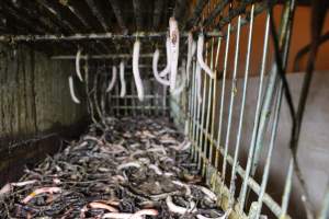 Trolley of severed piglet tails - Australian pig farming - Captured at Grong Grong Piggery, Grong Grong NSW Australia.