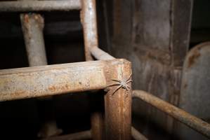 Huntsman spider - Australian pig farming - Captured at Yelmah Piggery, Magdala SA Australia.