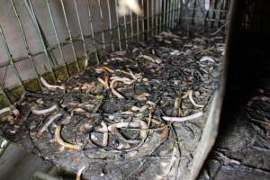 Trolley of severed piglet tails - Australian pig farming - Captured at Grong Grong Piggery, Grong Grong NSW Australia.