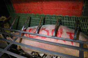 Sow with 'abort' spray-painted on her back - Australian pig farming - Captured at Finniss Park Piggery, Mannum SA Australia.