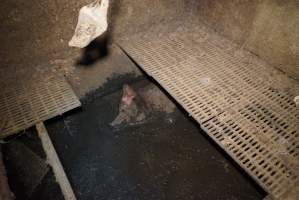 Sow fallen into waste pit under pens - Australian pig farming - Captured at Yelmah Piggery, Magdala SA Australia.