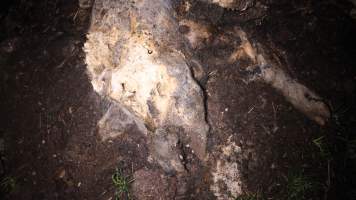 Pile of dead pigs outside - Australian pig farming - Captured at Yelmah Piggery, Magdala SA Australia.