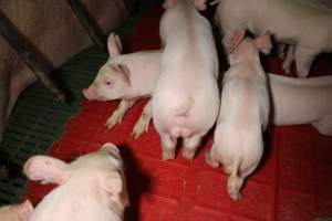 Farrowing crates at Finniss Park Piggery SA - Australian pig farming - Captured at Finniss Park Piggery, Mannum SA Australia.