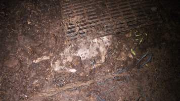 Pile of dead pigs outside - Australian pig farming - Captured at Yelmah Piggery, Magdala SA Australia.