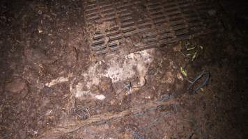 Pile of dead pigs outside - Australian pig farming - Captured at Yelmah Piggery, Magdala SA Australia.